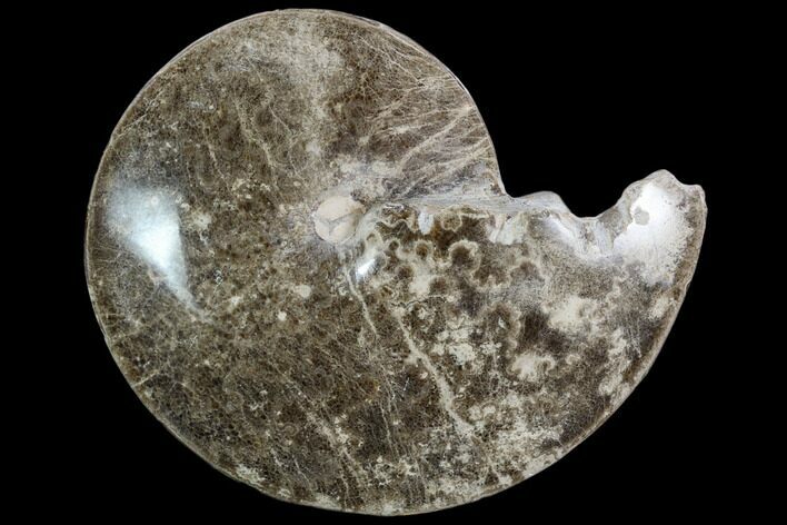 Polished Ammonite (Choffaticeras) Fossil - Morocco #103820